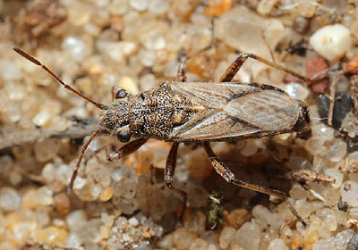 Ortholomus punctipennis