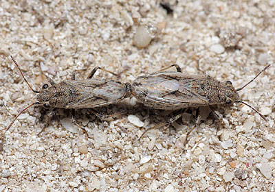 Ortholomus punctipennis