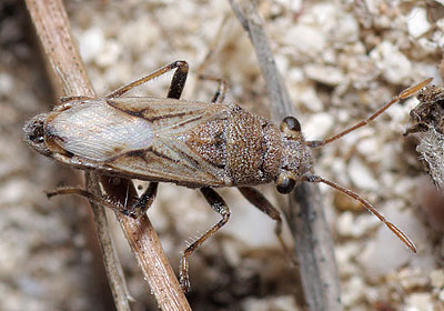 Ortholomus punctipennis