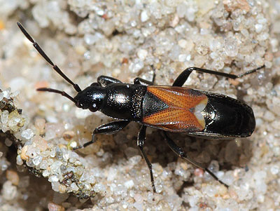 (Lygaeidae) Pterotmetus staphyliniformis