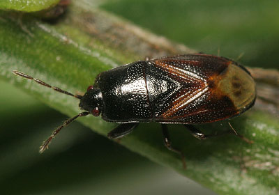 Plinthisus brevipennis