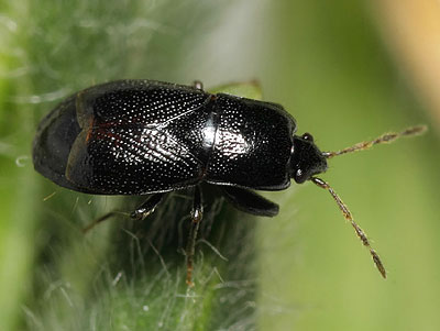 Plinthisus brevipennis