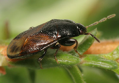 Plinthisus brevipennis