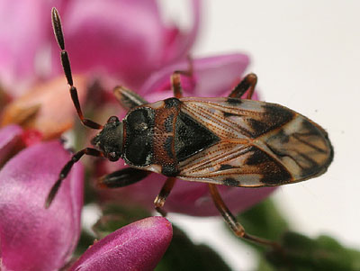 Scolopostethus decoratus