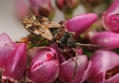 Scolopostethus decoratus