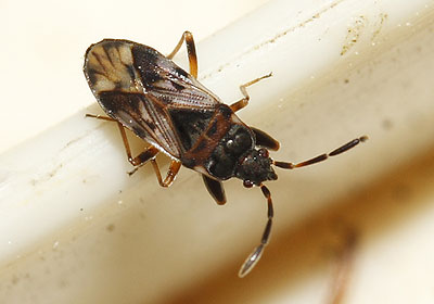Scolopostethus decoratus nymph