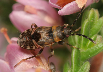Scolopostethus decoratus nymph