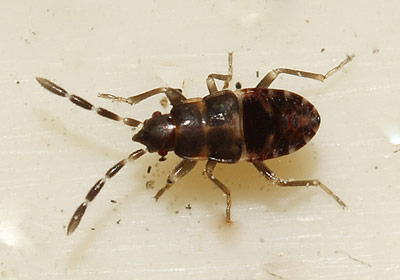 Scolopostethus decoratus nymph