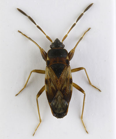 Scolopostethus grandis