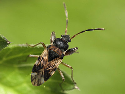 Scolopostethus grandis