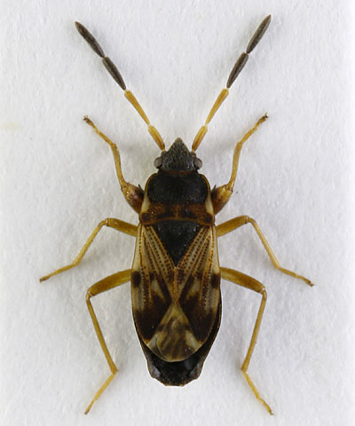 Scolopostethus puberulus