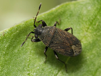Stygnocoris fuligineus
