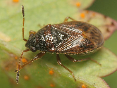 Stygnocoris sabulosus
