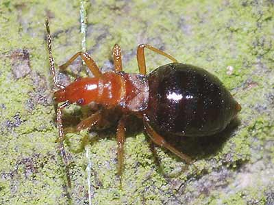 Loricula elegantula