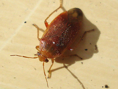 Agnocoris_reclairei