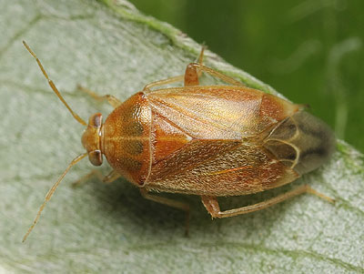 Agnocoris reclairei