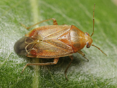 Agnocoris reclairei