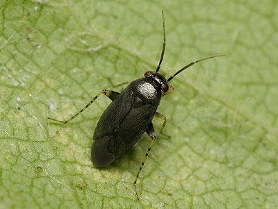 Chlamydatus pullus