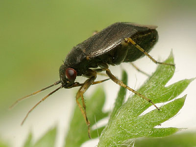 Chlamydatus pullus