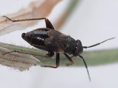 Chlamydatus saltitans