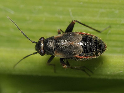 Chlamydatus saltitans