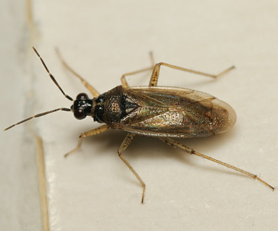 Dicyphus globulifer