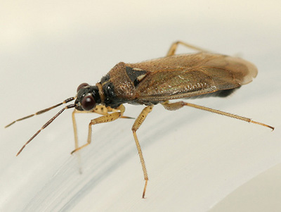 Dicyphus globulifer