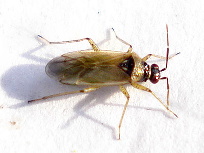 Dicyphus globulifer