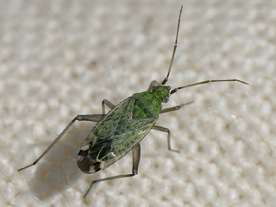 Macrotylus paykulli