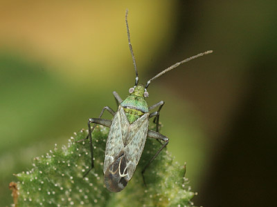 adult