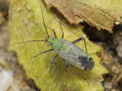 adult