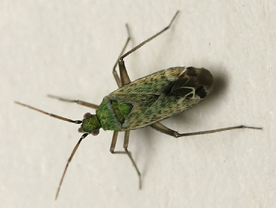 Macrotylus paykulli