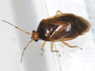 Monalocoris filicis