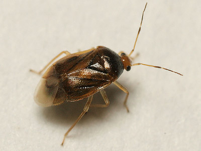 Monalocoris filicis
