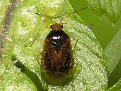 Monalocoris filicis