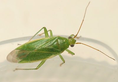 Orthotylus marginalis