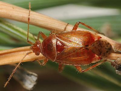 Alloeotomus gothicus