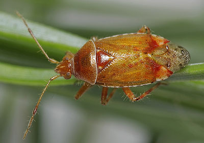 Alloeotomus gothicus