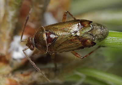 Alloeotomus gothicus