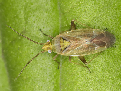Amblytylus nasutus