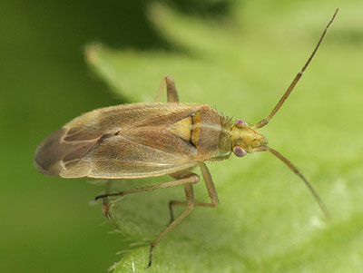 Amblytylus nasutus