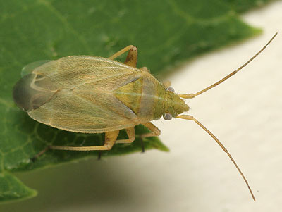 Amblytylus nasutus
