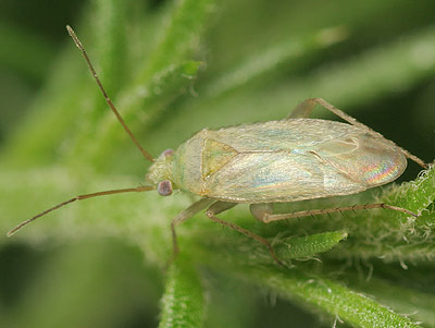 Asciodema obsoleta