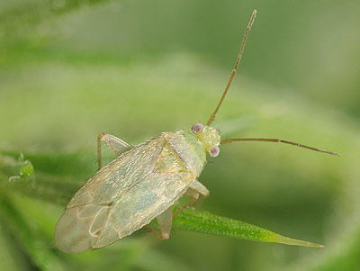 Asciodema obsoleta