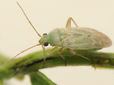 Asciodema obsoleta