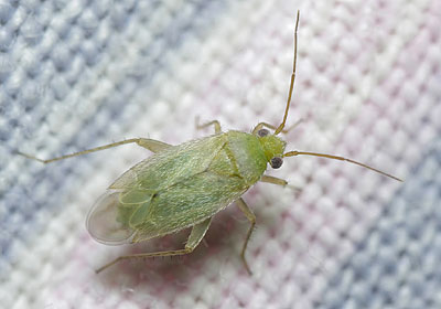 Asciodema obsoleta