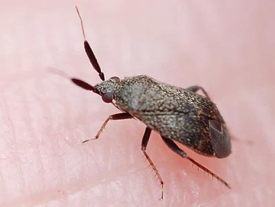 Atractotomus mali