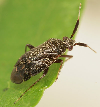 Atractotomus mali