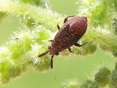 Atractotomus mali nymph
