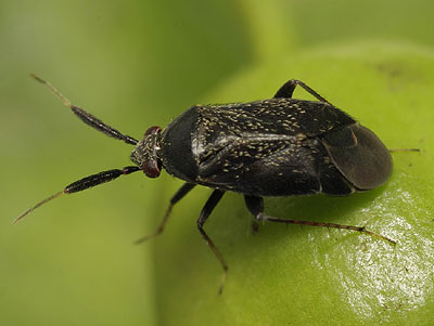 Atractotomus mali